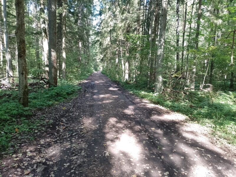 Автодорога (лыжероллеры) Н Горбово — Лызлово, состояние на 28 августа 2025 по отзыву, фото 9. Дорога узкая, озеро охраняют от машин чтобы сохранить